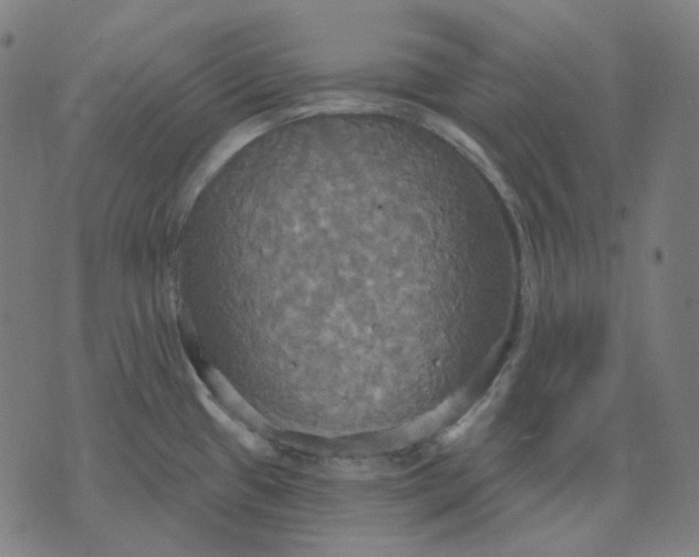 X0000070361433200606231611