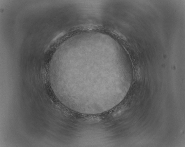 X0000070361446200606231610