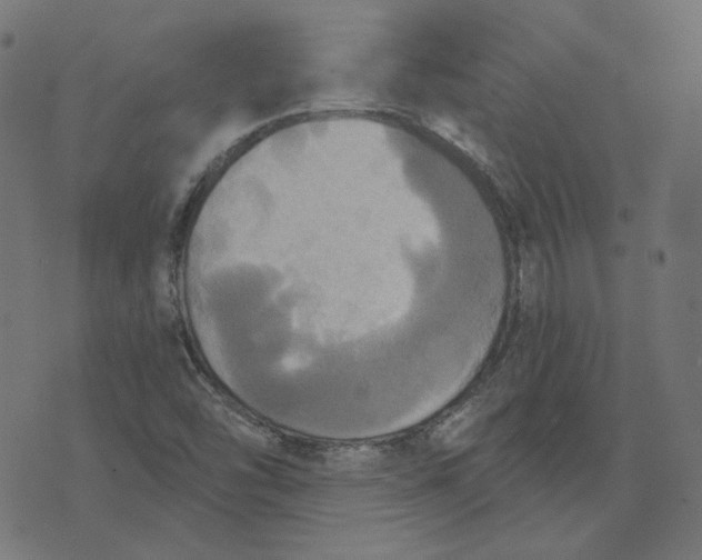 X0000070361454200606231610