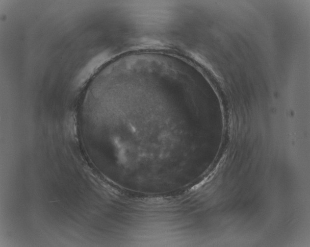 X0000070361455200606231610