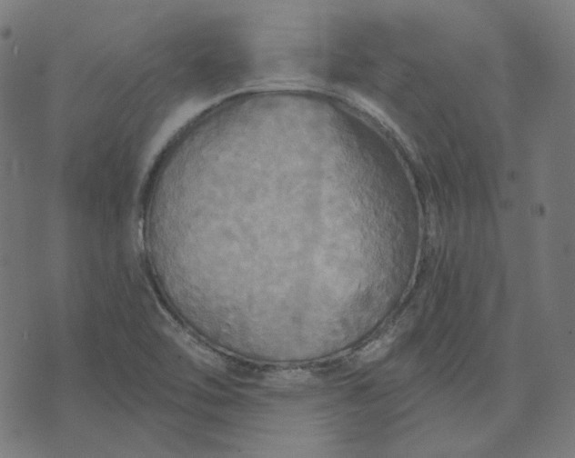 X0000070361462200606231610