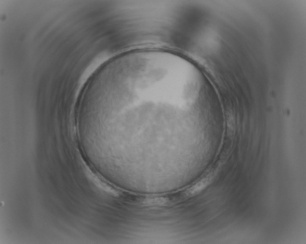 X0000070361466200606231610