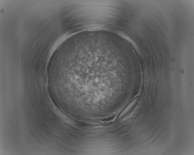 X0000070361467200606231610