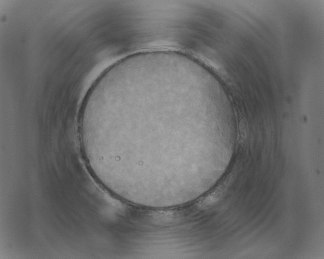 X0000070361470200606231610