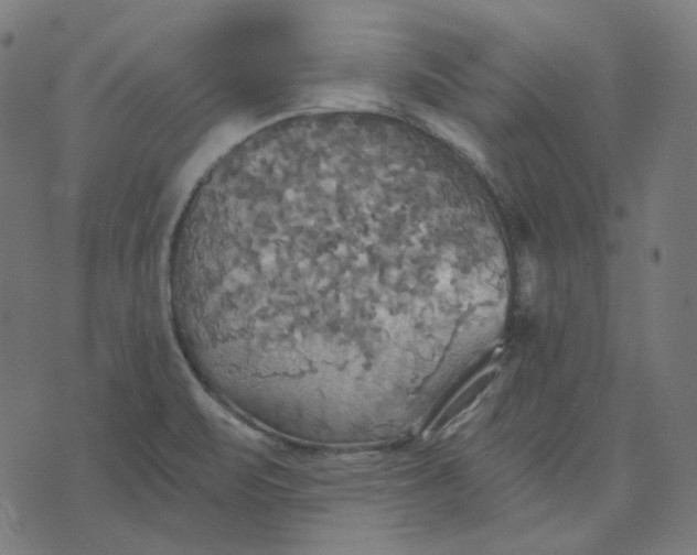 X0000070361471200606231610