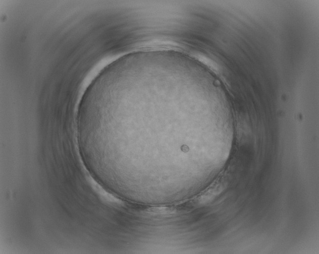 X0000070361478200606231610