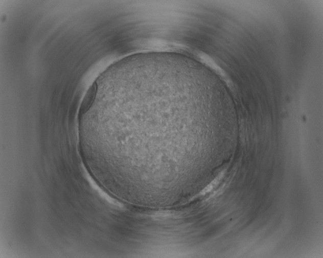 X0000070361479200606231610