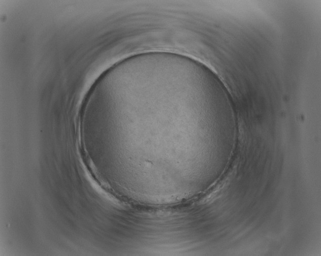 X0000070361515200606231609