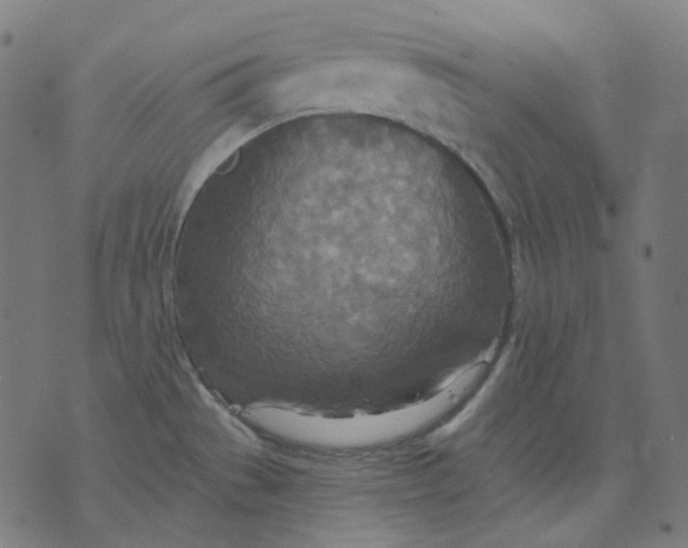 X0000070361529200606231609