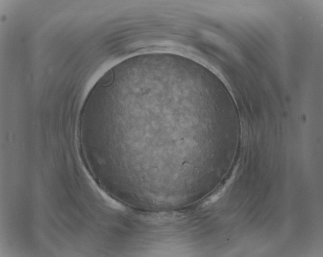 X0000070361533200606231610