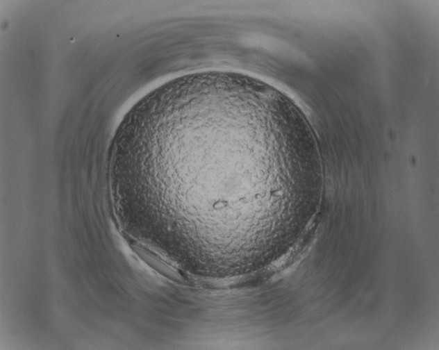 X0000070361534200606231610