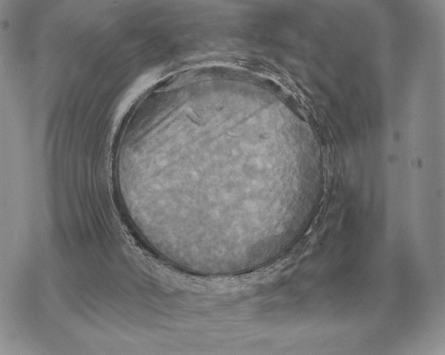 X0000070360006200606301842