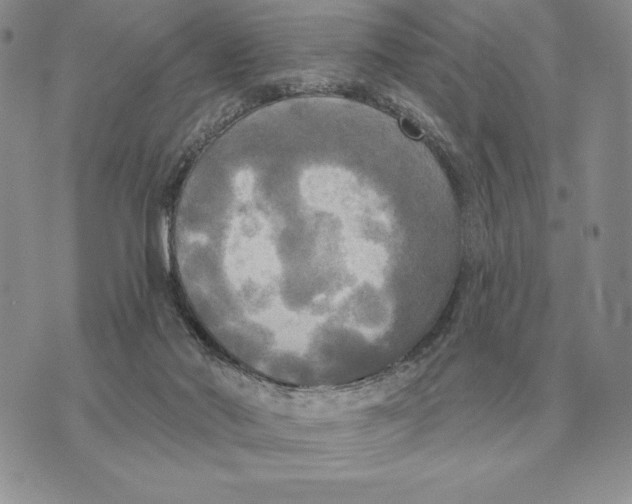 X0000070360022200606301842