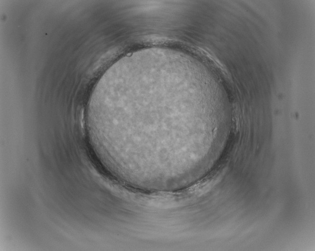 X0000070360024200606301842