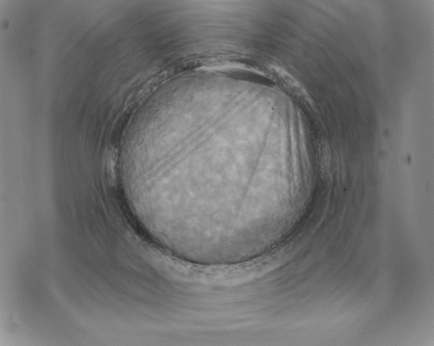 X0000070360026200606301842