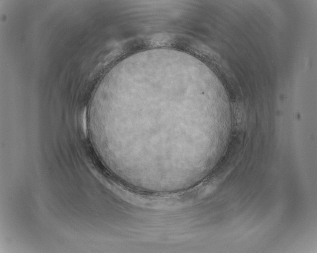 X0000070360028200606301842