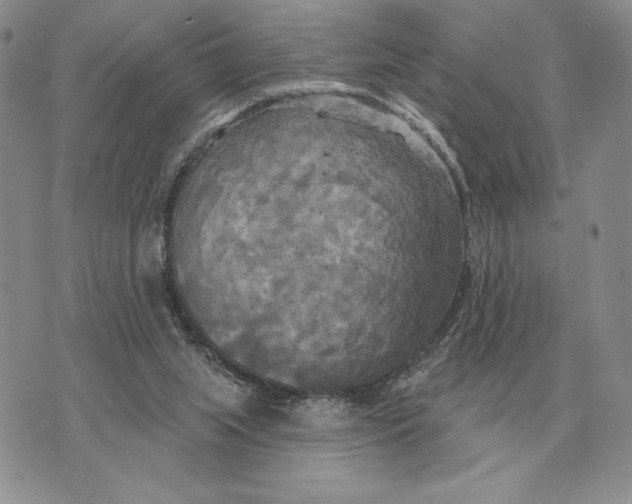 X0000070360063200606301841