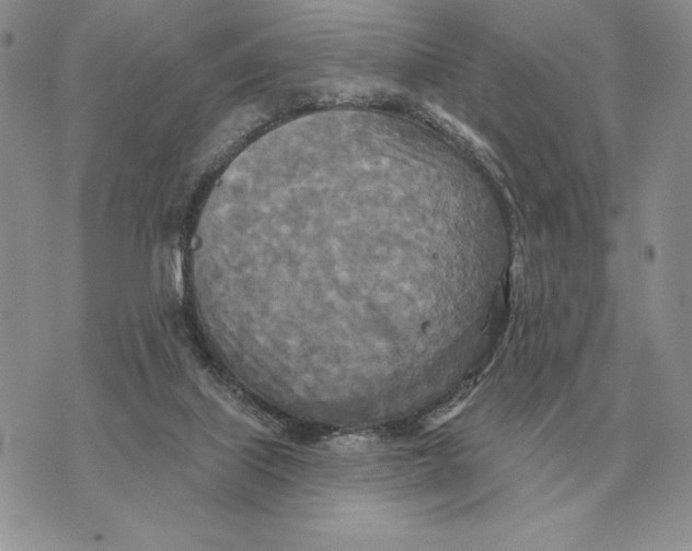 X0000070360067200606301841