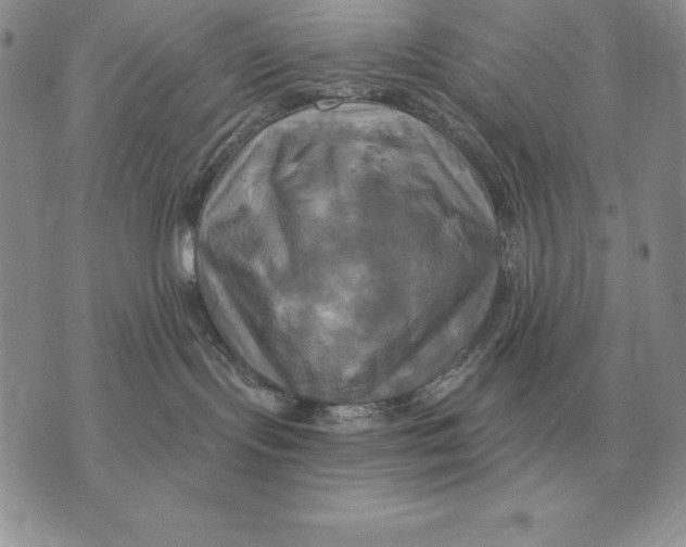 X0000070360095200606301842