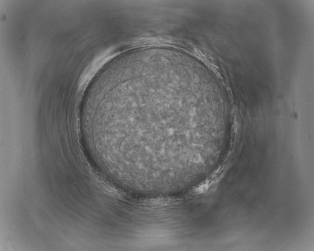 X0000070360103200606301841