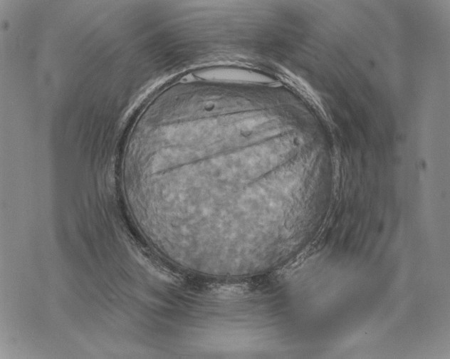 X0000070360155200606301839