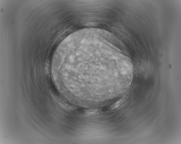 X0000070360175200606301840