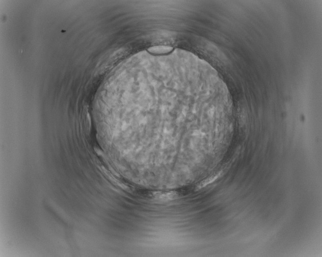 X0000070360185200606301840