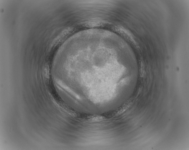 X0000070360210200606301839