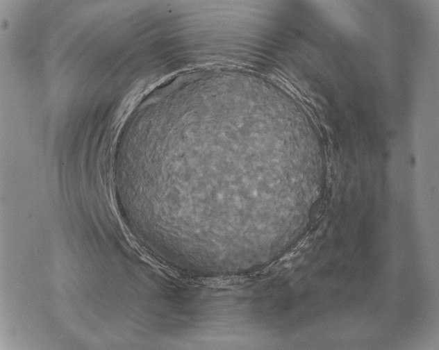 X0000070360241200606301838