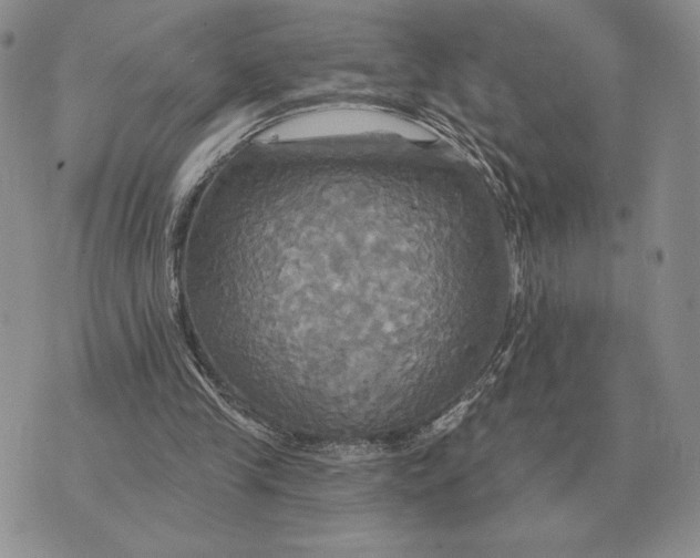 X0000070360245200606301838