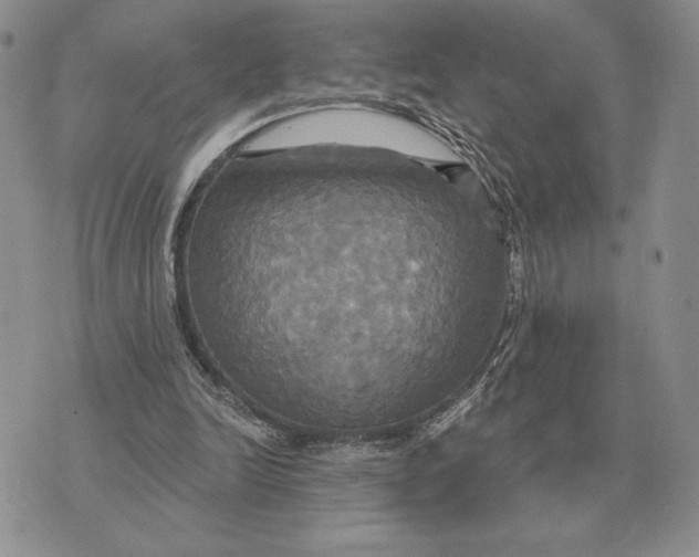 X0000070360246200606301838