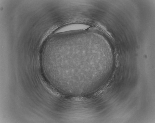 X0000070360250200606301838