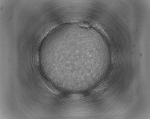 X0000070360251200606301838