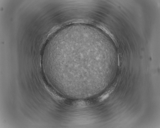 X0000070360253200606301838