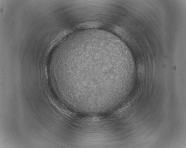 X0000070360254200606301838