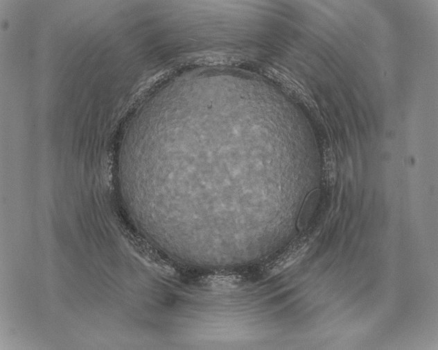 X0000070360255200606301838