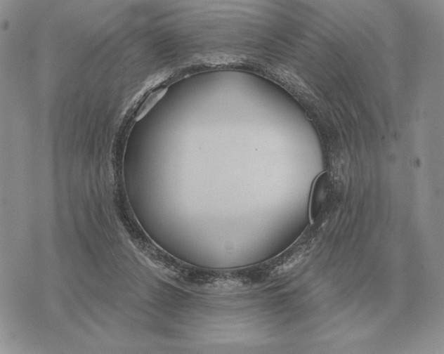 X0000070360256200606301838