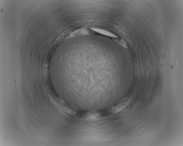 X0000070360263200606301838