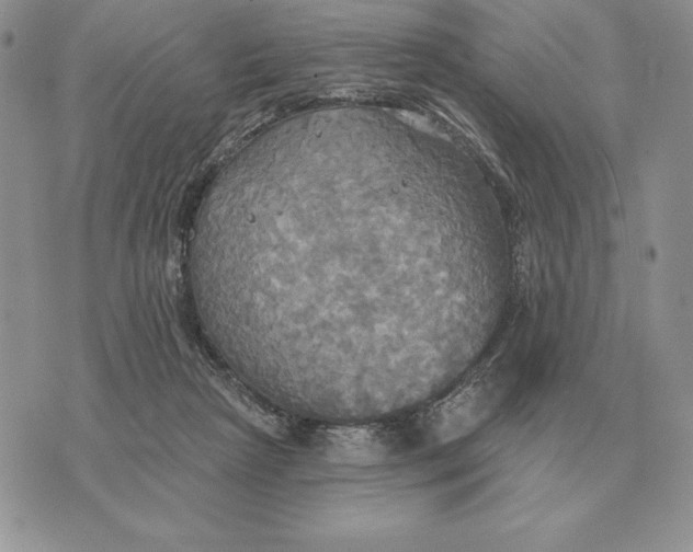 X0000070360265200606301838