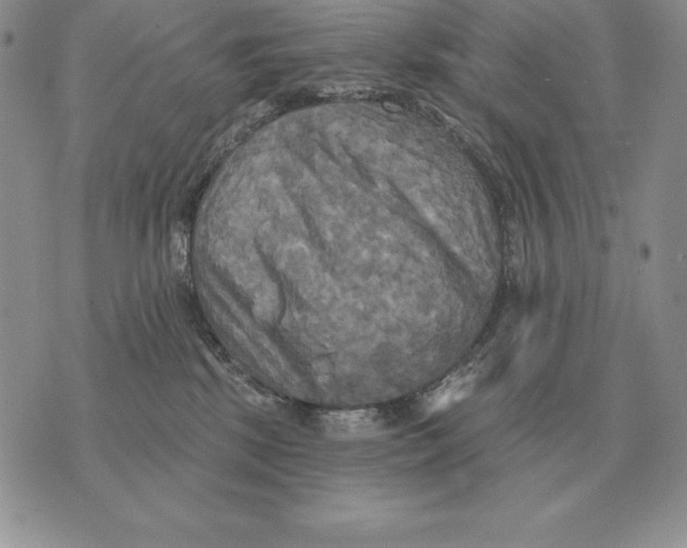 X0000070360281200606301838