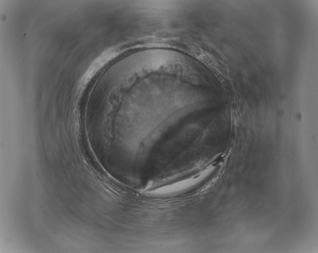 X0000070360295200606301838