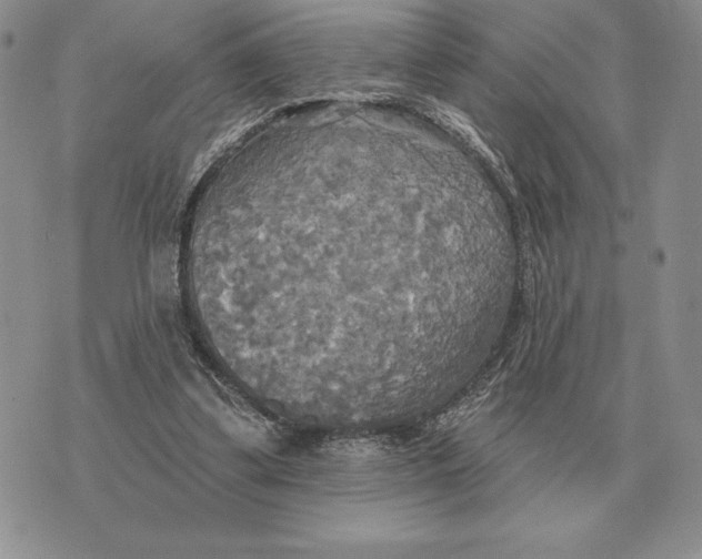 X0000070360299200606301837