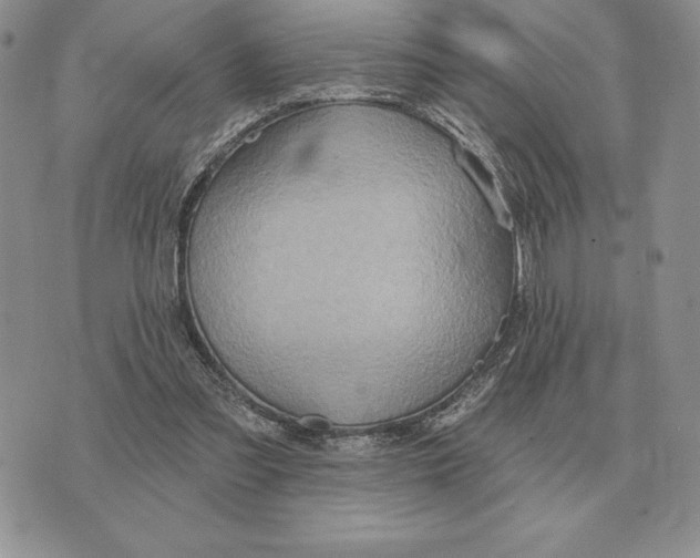 X0000070360301200606301837