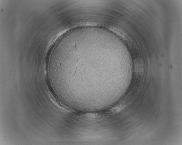 X0000070360302200606301837