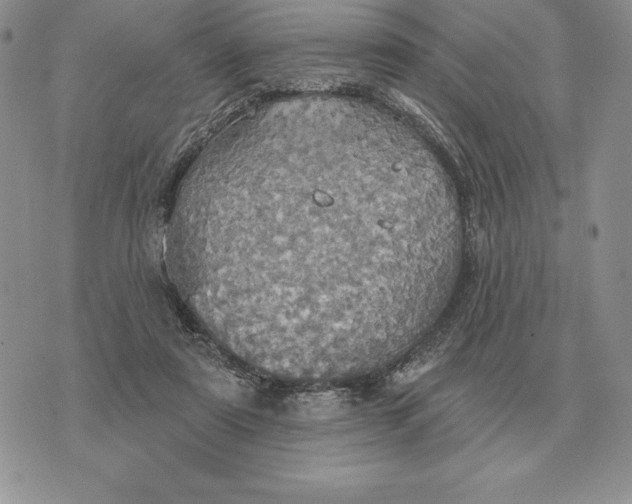 X0000070360307200606301837