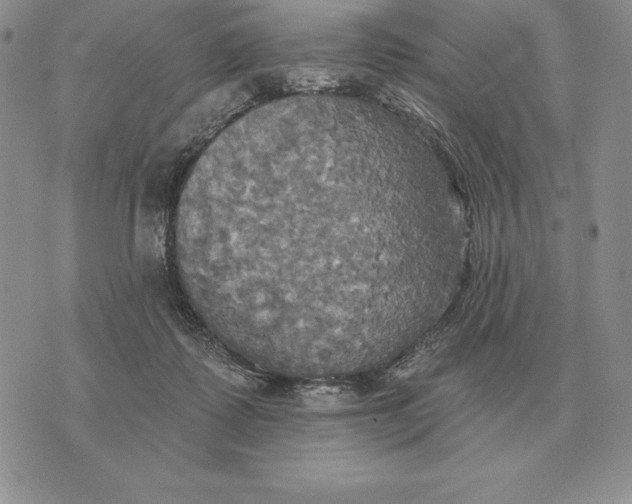 X0000070360315200606301837