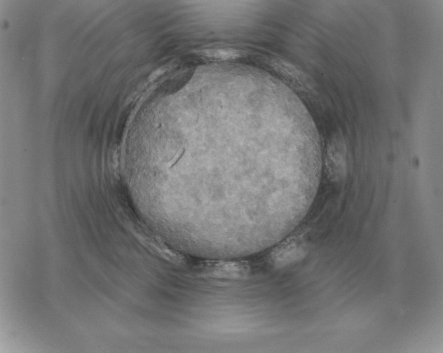 X0000070360330200606301837