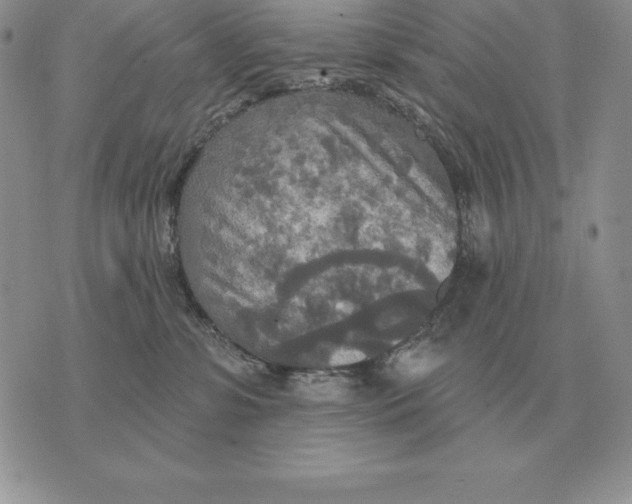 X0000070360331200606301837