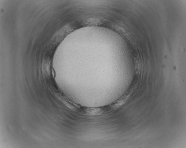 X0000070360334200606301837