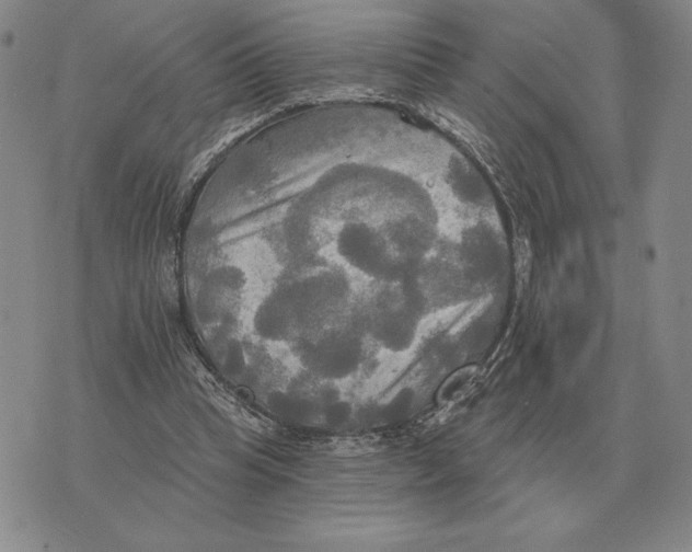 X0000070360345200606301836